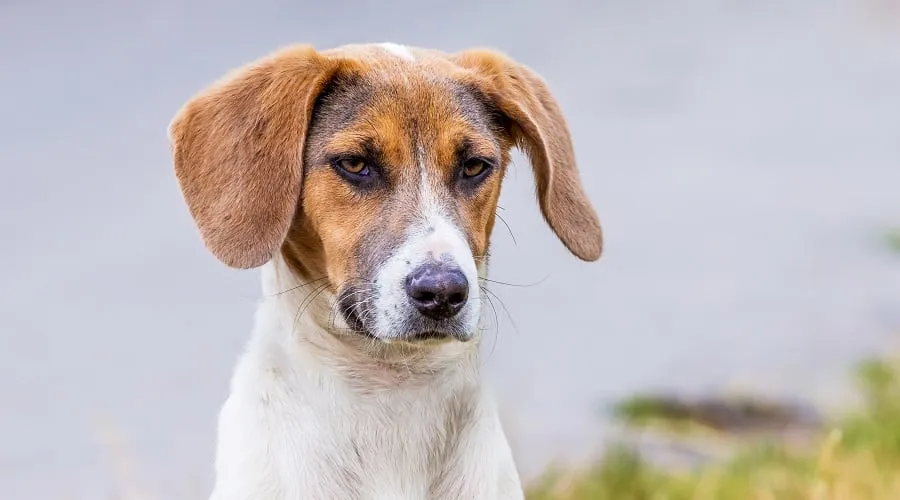 Border Beagle